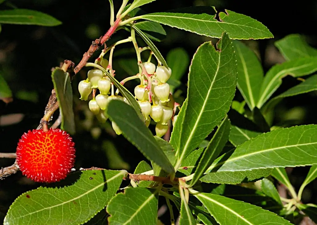 Arbutus unedo con hojas, flores y fruto rojo
