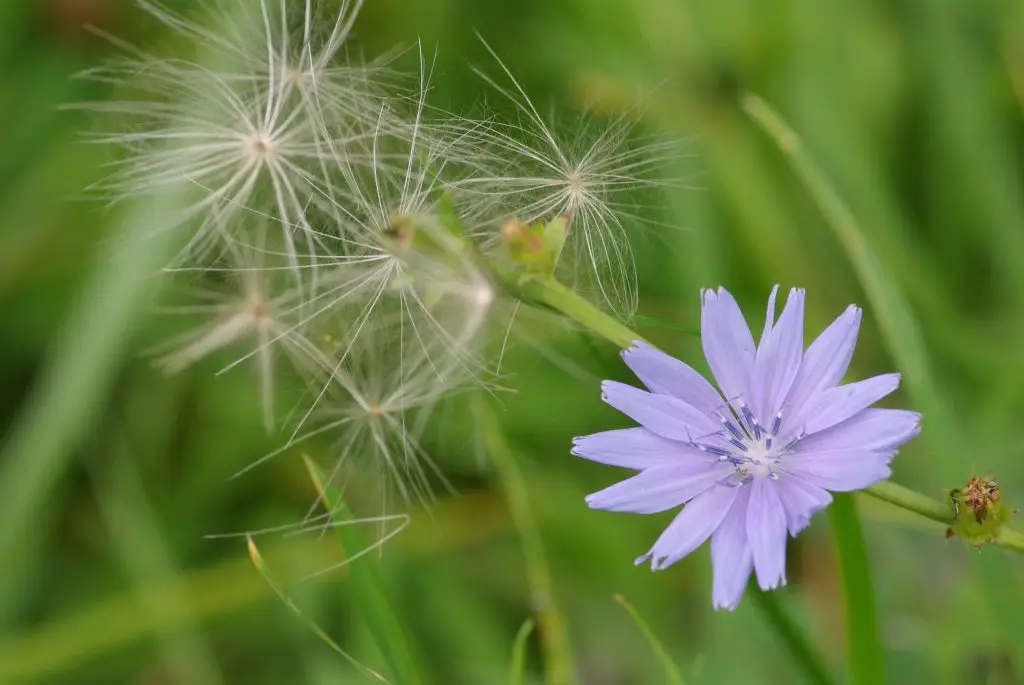 Cichorium intybus con flor azul y vilanos