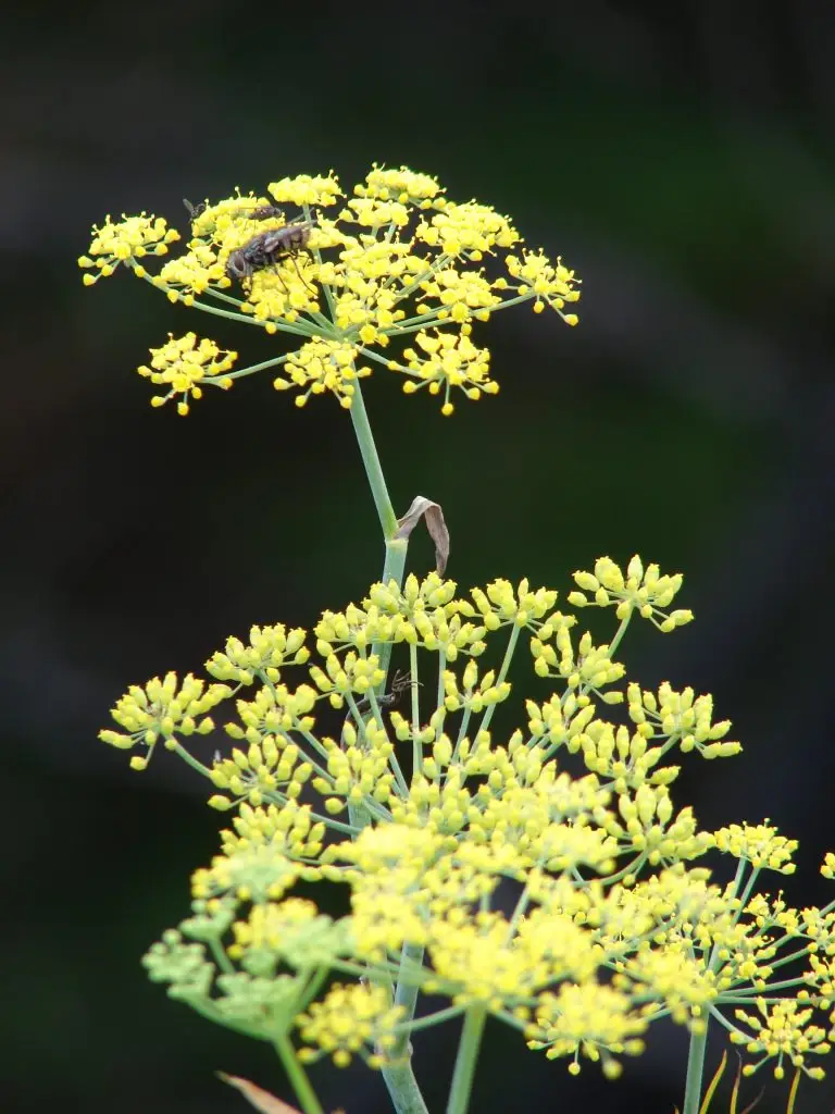 Inflorescencia amarilla de Foeniculum vulgare
