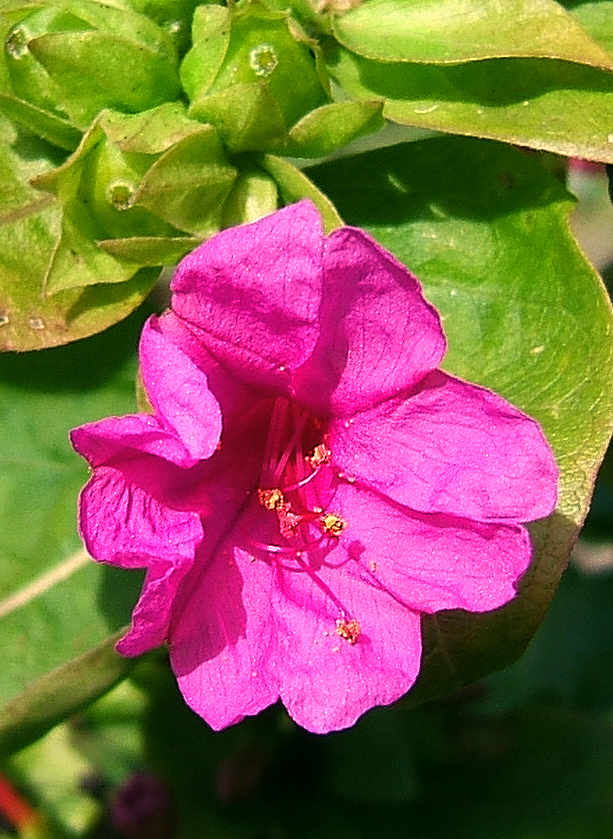 Flor de Mirabilis jalapa de color magenta
