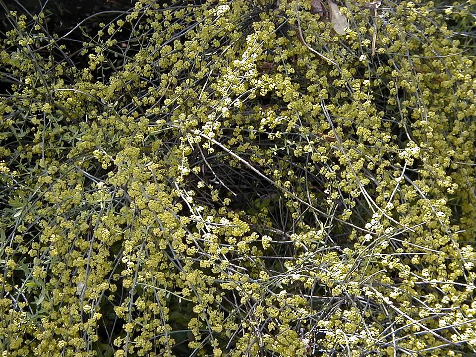 Osyris alba en flor en el Real Jardín Botánico de Madrid